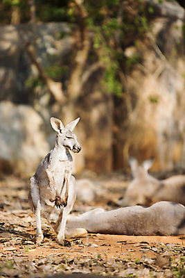 포토 JPG 해외이미지 동물 딸 아들 야생동물 포유류 포옹 엄마 산 종류 한명 풍경 달리기 점프 사막 행운 황무지 호주 씻기 탈출 심볼 꼬리 영토 캥거루 남쪽 오지 전국 파우치 해외포토 1 컨셉 가방 가족 안기 모션 사람 청결 오세아니아 방향 파일형식 이미지허브