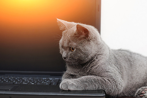 포토 JPG 해외이미지 동물 1 응시 얼굴 백그라운드 컨셉 인터넷 장난 비즈니스 포유류 탁자 휴식 주택 사람없음 파란색 노트북 반려동물 컴퓨터 스크린 공책 고양이 회색 흰색 키보드 업무 입 스마트 책임자 고립 러시아인 지능 총구 혼자 치프 해외포토 서양인 시선 컬러 가구 문구용품 건물 신체부위 전자제품 작업 파일형식 이미지허브