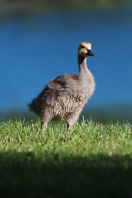 포토 JPG 해외이미지 동물 야생동물 이동 날개 가족 자연 조류 함께함 사람없음 야외 초록색 반려동물 노란색 봄 산책 시골 아기 그룹 먹기 깃털 부리 거위 물새 물갈퀴 내추럴 많음 해외포토 계절 컬러 컨셉 관계 모션 휴식 사람 생태계 파일형식 이미지허브