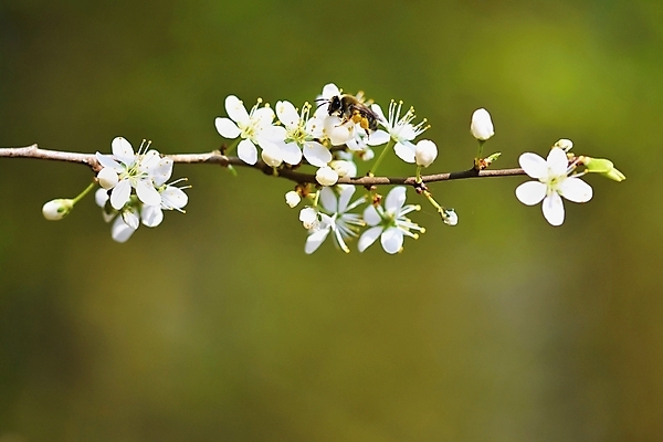 포토 JPG 해외이미지 나무 식물 계절 공원 꽃잎 꽃 분홍색 백그라운드 꽃무늬 자연 하늘 친절 동양인 사람없음 파란색 뷰티 정원 일본 봄 벚꽃 흰색 나뭇가지 신선 개화 체리 닫기 과수원 4월 묘사 원예 부드러움 내추럴 고립 해외포토 공공시설 아시아 컬러 무늬 농업 과일 모션 인종 취미 감각 날짜 생태계 파일형식 이미지허브