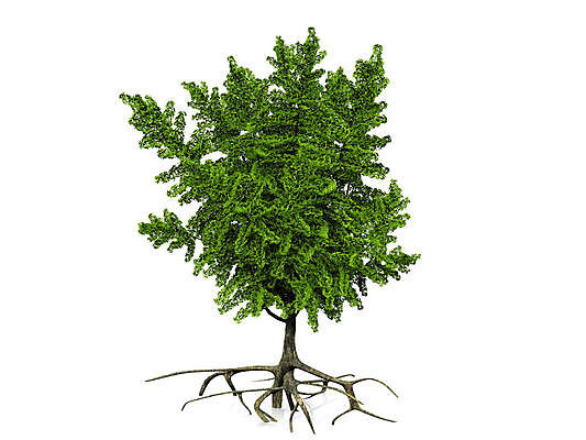 포토 JPG 해외이미지 나무 식물 줄기 백그라운드 잎 자연 사람없음 초록색 3D 환경 정원 봄 덮개 흰색 나뭇가지 신선 고독 숲 큼 싱글 에코 생태계 내추럴 생태학 옛날 해외포토 계절 교육 감정 컬러 뚜껑 크기 디지털합성 파일형식 이미지허브