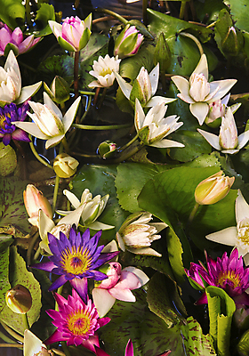 포토 JPG 해외이미지 식물 계절 공원 꽃잎 꽃 아시아 종교 호수 분홍색 백그라운드 잎 꽃무늬 패턴 자연 사람없음 야외 빨간색 초록색 물 빛 컬러풀 뷰티 반사 노란색 정원 보라색 봄 벚꽃 연못 개화 닫기 묘사 싱글 내추럴 해외포토 자연요소 공공시설 나라 컬러 무늬 모션 생태계 파일형식 이미지허브