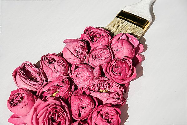 포토 JPG 해외이미지 꽃 분홍색 실내 사람없음 장미 페인트붓 미니멀 해외포토 식물 컬러 내부 붓 파일형식 이미지허브