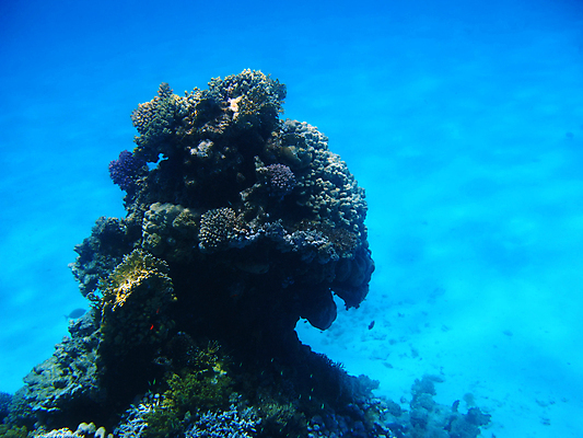 포토 JPG 해외이미지 동물 야생동물 바다 아프리카 자연 휴가 휴식 바닥 이집트 어류 사람없음 물 여름 수중 수영 스노클링 산호 다이빙 암초 발견 깊이 동물상 이국적 해외포토 자연요소 계절 나라 컨셉 조형물 수중동물 수상스포츠 자포동물 생태계 수중스포츠 파일형식 이미지허브