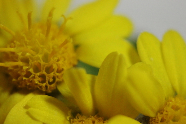 포토 JPG 해외이미지 스튜디오촬영 식물 꽃잎 꽃 꽃다발 백그라운드 잎 오렌지 사람없음 야외 햇빛 노란색 정원 봄 활발 벚꽃 전원 닫기 소프트포커스 허브 데이지 금잔화 해외포토 계절 컬러 컨셉 과일 모션 촬영기법 실내 태양 전기에너지 파일형식 이미지허브