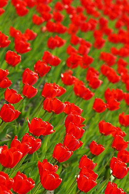포토 JPG 해외이미지 식물 꽃 컨셉 자연 새로움 사람없음 빨간색 초록색 태양 봄 튤립 덮개 군중 많음 해외포토 자연요소 계절 컬러 사람 뚜껑 생태계 파일형식 이미지허브