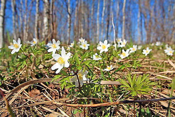 포토 JPG 해외이미지 나무 식물 계절 공원 꽃잎 꽃 줄기 백그라운드 잎 꽃무늬 패턴 자연 매달리기 초원 사람없음 야외 장식 초록색 햇빛 머리 정원 희망 봄 흰색 침대 그룹 떨어짐 숲 예측 다발 아래 오브젝트 각도 수목 헌병 전경 해외포토 공공시설 감정 컬러 가구 컨셉 무늬 모션 풍경 신체부위 태양 군인 방향 생태계 위치 파일형식 탑뷰 이미지허브
