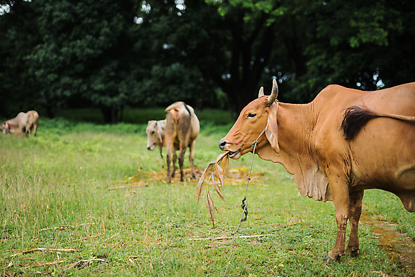 포토 JPG 해외이미지 동물 산업 백그라운드 밭 농업 포유류 자연 한명 초록색 파란색 태양 농장 농경지 갈색 환경 맑음 검은색 가축 봄 목장 소고기 우유 흰색 시골 점 소 군중 방목 땅 먹기 네덜란드 송아지 기르기 무료 밭일 목가 해외포토 자연요소 1 계절 유럽 새끼 컬러 모션 날씨 유제품 육류 사람 축산업 생태계 돌봄 파일형식 이미지허브