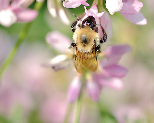 포토 JPG 해외이미지 꽃 야생동물 곤충 자연 사람없음 야외 봄 벌 꽃가루 꿀 해외포토 식물 동물 계절 가루 생태계 파일형식 이미지허브