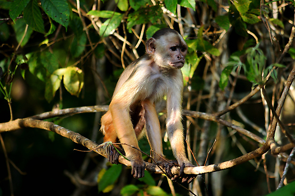 포토 JPG 해외이미지 나무 동물 공원 호수 야생동물 여행 백그라운드 포유류 파충류 자연 조류 하늘 풍경 사람없음 야외 초록색 물 파란색 강 컬러풀 미국 젖음 황무지 남아메리카 습지 숲 홍수 앵무새 브라질 생태학 아마존 이국적 재규어 히아신스 브라질사람 해외포토 자연요소 식물 공공시설 교육 꽃 컬러 북아메리카 아메리카 자연재해 생태계 파일형식 이미지허브