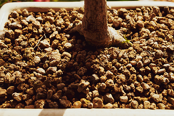 포토 JPG 해외이미지 나무 식물 전통 아시아 선 백그라운드 단풍 잎 불교 자연 이끼 미술 동양인 풍경 사람없음 목재 장식 빨간색 정원 일본 중국 미니어처 가을 흰색 냄비 작음 심볼 원예 나무껍질 분재 고립 심기 해외포토 계절 나라 종교 컬러 재료 모션 문화예술 인종 취미 모형 껍질 솥 크기 생태계 파일형식 이미지허브