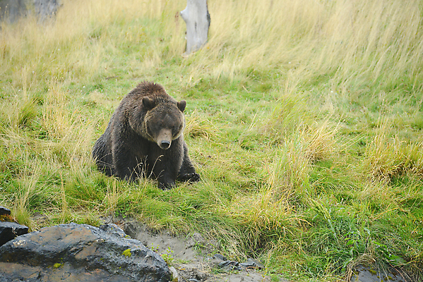 포토 JPG 해외이미지 주간 한마리 야생동물 곰 앉기 사람없음 야외 흑곰 해외포토 자연요소 동물 1 포유류 모션 파일형식 이미지허브