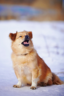 포토 JPG 해외이미지 동물 척추동물 행복 새끼 포유류 털 사람없음 반려동물 갈색 다정 우정 개 강아지 작음 모피 테리어 호기심 사냥개 솜털 송곳니 기르기 신앙심 유래 천진난만 해외포토 감정 컬러 컨셉 친구 치아 크기 돌봄 파일형식 이미지허브