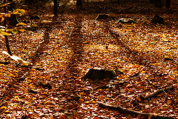 포토 JPG 해외이미지 나무 계절 공원 길 백그라운드 단풍 잎 오렌지 자연 사람없음 야외 목재 빨간색 빛 컬러풀 햇빛 태양 노란색 환경 맑음 활발 나뭇가지 황금 숲 11월 장면 10월 내추럴 해외포토 자연요소 식물 공공시설 컬러 컨셉 과일 재료 날씨 날짜 생태계 파일형식 이미지허브