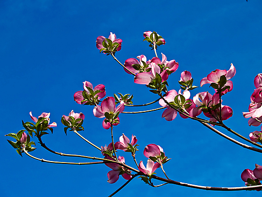 포토 JPG 해외이미지 나무 식물 계절 공원 꽃잎 꽃 분홍색 꽃무늬 응원 자연 사랑 잔디 사람없음 야외 초록색 뷰티 정원 봄 성장 벚꽃 흰색 나뭇가지 침대 개화 4월 5월 열정 화단 내추럴 영원 해외포토 공공시설 감정 컬러 가구 무늬 날짜 생태계 파일형식 이미지허브