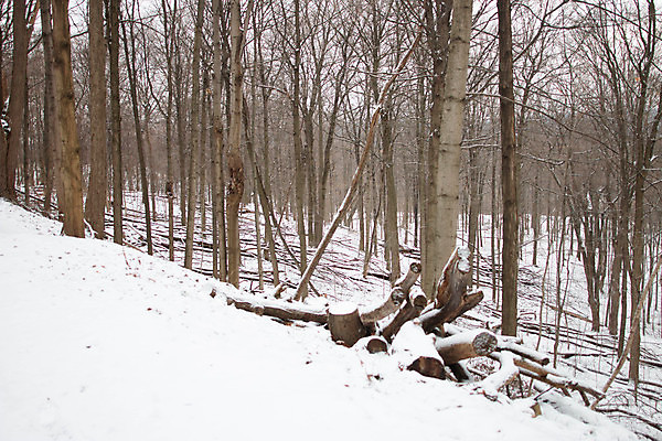 포토 JPG 해외이미지 계절 행복 어린이 백그라운드 크리스마스 겨울 손가락 자연 날씨 추상 휴가 새로움 발렌타인데이 사랑 사람없음 장식 가로 파란색 빛 얼음 다정 낭만 추위 하트 눈송이 그리기 닫기 크리스탈 연도 그림 질감 서리 노엘 크리스마스배경 해외포토 자연요소 모양 손 기념일 감정 컬러 컨셉 무늬 모션 데이이벤트 눈_날씨 사람 광석 생태계 파일형식 이미지허브
