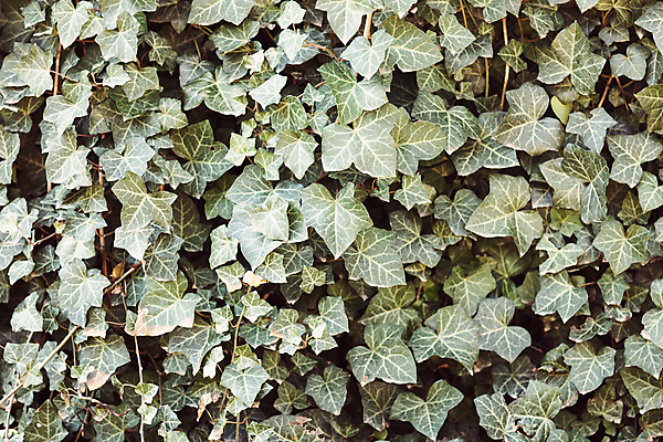포토 JPG 해외이미지 나무 식물 계절 공원 백그라운드 단풍 잎 오렌지 자연 사람없음 야외 빨간색 빛 컬러풀 태양 노란색 환경 맑음 봄 시골 황금 숲 6월 5월 내추럴 해외포토 자연요소 공공시설 컬러 과일 날씨 날짜 생태계 파일형식 이미지허브