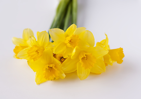 포토 JPG 해외이미지 꽃 실내 사람없음 노란색 수선화 해외포토 식물 컬러 내부 파일형식 이미지허브