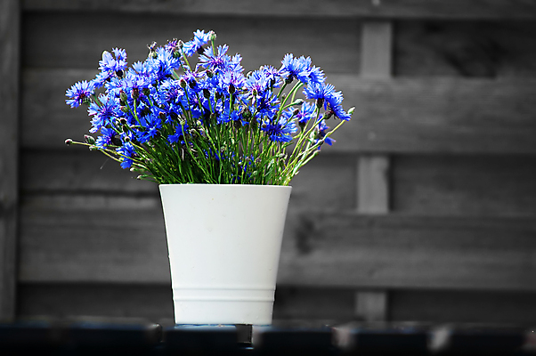 포토 JPG 해외이미지 식물 디자인 꽃 화분 가구 백그라운드 건축양식 자연 휴식 주택 흑백 사람없음 야외 목재 빨간색 초록색 울타리 컬러풀 유행 평화 우주 환경 정원 검은색 봄 흰색 고급 입장 내추럴 구성 스타일 해외포토 나무 계절 건축 컬러 생활용품 컨셉 재료 촬영기법 건물 담장 생태계 파일형식 이미지허브