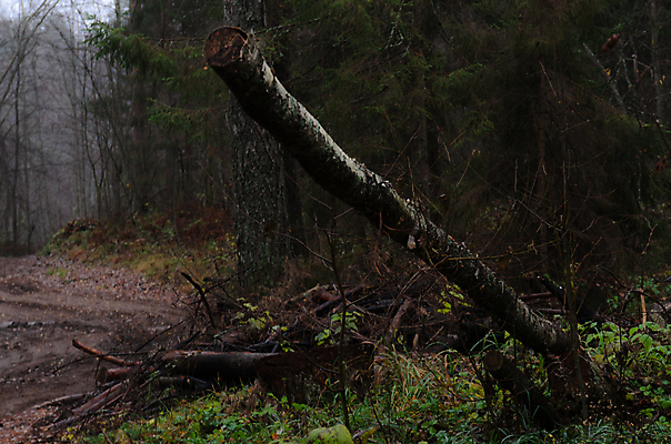포토 JPG 해외이미지 나무 도로 자연 사람없음 초록색 안개 소나무 숲 러시아 해외포토 식물 유럽 길 컬러 교통시설 날씨 생태계 파일형식 이미지허브