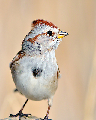 포토 JPG 해외이미지 동물 야생동물 자연 조류 사람없음 야외 숲 참새 해외포토 생태계 파일형식 이미지허브