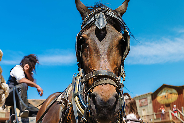 포토 JPG 해외이미지 동물 커플 얼굴 여행 백그라운드 2 교통시설 자연 사람없음 농장 갈색 머리 검은색 흰색 시골 업무 쌍 승마 닫기 주식 큼 가죽 방향 코 벨기에 마차 갈기 무거움 토막 굴레 해외포토 교통수단 스포츠 컬러 교통 농업 관계 모션 신체부위 금융 작업 무게 크기 시설 생태계 서유럽 파일형식 이미지허브