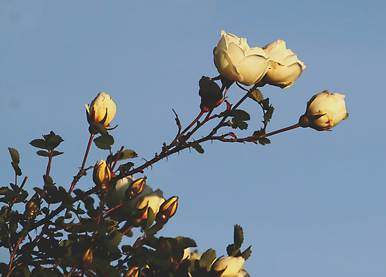 포토 JPG 해외이미지 꽃 잎 자연 하늘 사람없음 야외 장미 노란색 해외포토 식물 컬러 생태계 파일형식 이미지허브