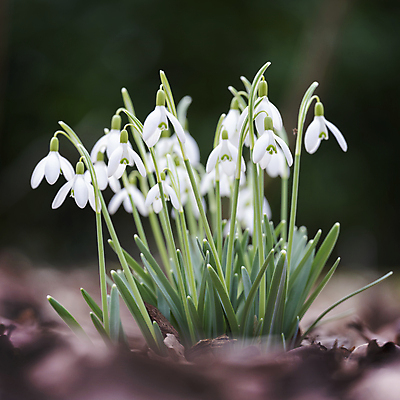 포토 JPG 해외이미지 꽃 잎 사람없음 아웃포커스 개화 스노드롭 해외포토 식물 촬영기법 파일형식 이미지허브