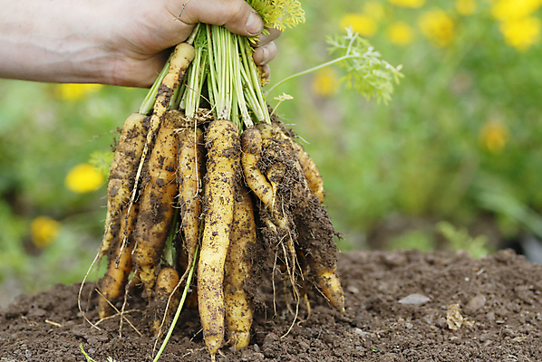 포토 JPG 해외이미지 식물 손 음식 백그라운드 밭 농업 다이어트 채소 오렌지 재료 자연 건강 사람없음 초록색 농장 노란색 정원 당근 수확 시골 신선 잡기 시장 맛 농부 다발 먹기 유기농 원예 날것 뿌리 먼지 비타민 내추럴 숙성 채식주의자 해외포토 직업 웰빙 산업 컬러 컨셉 과일 모션 뿌리채소 취미 신체부위 생태계 채식 영양소 파일형식 이미지허브