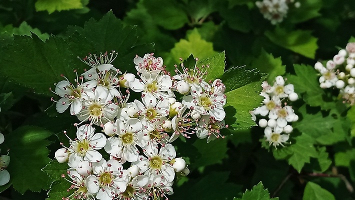 포토 JPG 해외이미지 나무 식물 계절 공원 꽃잎 꽃 잎 꽃무늬 자연 사람없음 야외 가로 초록색 컬러풀 햇빛 뷰티 정원 봄 벚꽃 흰색 신선 개화 소프트포커스 숲 내추럴 해외포토 공공시설 컬러 무늬 촬영기법 태양 생태계 파일형식 이미지허브