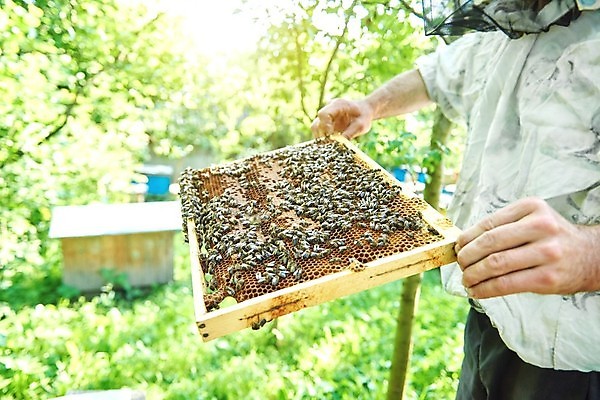 포토 JPG 해외이미지 모양 야생동물 음식 포즈 곤충 패턴 농업 자연 디저트 노동자 프레임 세포 건강 사람없음 농장 정원 수확 시골 머리빗 액체 황금 달콤 약초 농부 설탕 허브 유기농 날것 육각형 꿀 벌집 내추럴 밀랍 양봉 양봉장 왁스 효율 맛있는 해외포토 도형 식물 동물 직업 웰빙 산업 컨셉 무늬 미용용품 풀_식물 맛 생태계 파일형식 이미지허브