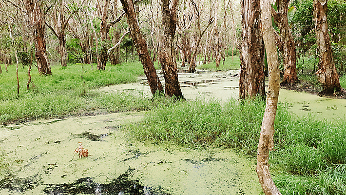 포토 JPG 해외이미지 나무 식물 계절 공원 종이 야생동물 잎 자연 풍경 사람없음 야외 초록색 물 여름 햇빛 태양 환경 침묵 봄 해조류 호주 습지 숲 열대우림 생태계 장면 나무껍질 지역 멀리 서식지 양치류 특별함 해외포토 자연요소 동물 공공시설 컬러 컨셉 소리 껍질 해양식물 오세아니아 파일형식 이미지허브