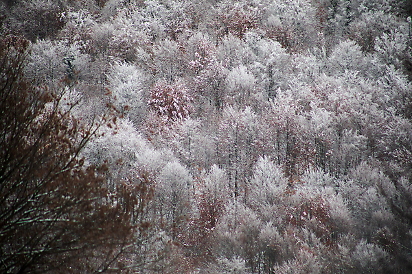 포토 JPG 해외이미지 나무 길 겨울 자연 사람없음 야외 눈 숲 가로수 아제르바이잔 해외포토 자연요소 식물 계절 나라 날씨 생태계 파일형식 이미지허브