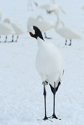포토 JPG 해외이미지 동물 커플 계절 아시아 야생동물 겨울 자연 조류 왕관 사랑 사람없음 빨간색 일본 검은색 추위 흰색 춤 보호 기중기 홋카이도 해외포토 감정 나라 컬러 컨셉 관계 문화예술 중장비 생태계 파일형식 이미지허브
