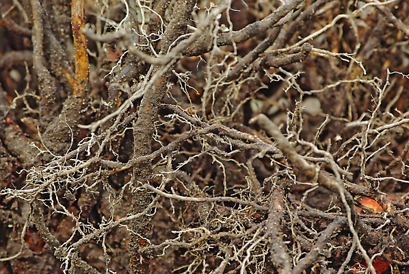 포토 JPG 해외이미지 나무 식물 줄기 백그라운드 잎 자연 건강 사람없음 목재 갈색 머리카락 환경 성장 나뭇가지 액체 오르간 엉킴 숲 땅 시작 유기농 뿌리 시스템 지하 내추럴 땅바닥 바이탈 영양분 침몰 해외포토 웰빙 컬러 재료 바닥 머리 건반악기 생태계 파일형식 이미지허브
