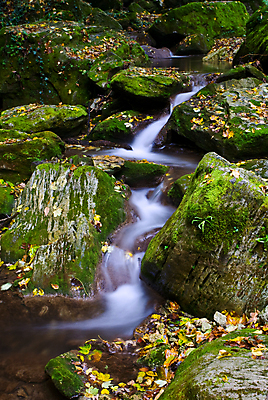 포토 JPG 해외이미지 나무 잎 이끼 사람없음 야외 물 폭포 흐름 안개 가을 개울 해외포토 자연요소 식물 계절 컨셉 자연 날씨 강 파일형식 이미지허브