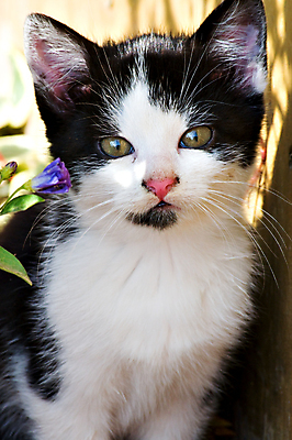 포토 JPG 해외이미지 식물 동물 공원 꽃 포유류 털 사람없음 야외 세로 초록색 반려동물 햇빛 태양 머리 정원 검은색 고양이 놀람 줄무늬 흰색 작음 모피 호기심 노려봄 결백 기르기 천진난만 해외포토 자연요소 공공시설 감정 컬러 컨셉 무늬 표정 신체부위 크기 돌봄 파일형식 이미지허브