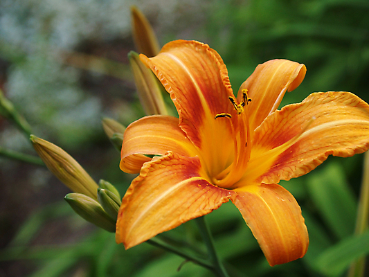 포토 JPG 해외이미지 식물 디자인 공원 꽃잎 꽃 줄기 꽃무늬 밭 오렌지 자연 휴가 풍경 이벤트 초원 사람없음 야외 장식 빨간색 여름 컬러풀 뷰티 농장 노란색 환경 정원 봄 벚꽃 시골 개화 우아함 백합 원예 질감 화단 꽃가루 내추럴 강렬 파스텔톤 해외포토 계절 공공시설 컬러 컨셉 무늬 농업 과일 취미 가루 생태계 파일형식 이미지허브