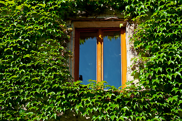포토 JPG 해외이미지 라이프스타일 외관 유럽 벽 잎 꽃무늬 건축양식 창문 유리 포도 주택 프레임 사람없음 야외 목재 장식 초록색 뷰티 반사 프랑스 수확 도시 널 버드나무 포도밭 포도나무 프랑스어 스타일 해외포토 나무 식물 문자 건축 꽃 나라 컬러 무늬 밭 농업 과일 재료 재질 건물 생활 과일나무 파일형식 이미지허브