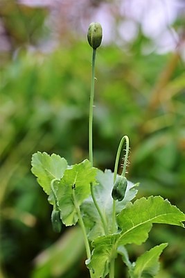 포토 JPG 해외이미지 식물 꽃 줄기 잎 자연 사람없음 야외 초록색 여름 컬러풀 햇빛 정원 맑음 봄 닫기 소프트포커스 해외포토 계절 컬러 모션 날씨 촬영기법 태양 생태계 파일형식 이미지허브