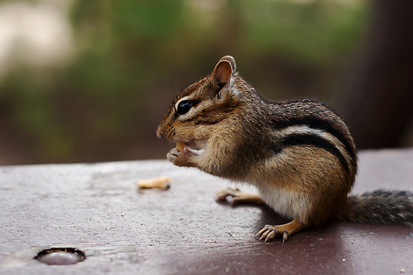 포토 JPG 해외이미지 동물 손 공원 야생동물 음식 포유류 손가락 발 자연 탁자 생물 수염 털 앉기 사람없음 야외 소풍 갈색 봄 줄무늬 견과류 소나무 자신감 닫기 설치류 숲 작음 먹이 모피 먹기 캠핑장 배고픔 꼬리 귀 땅콩 팔 내추럴 경보 동물상 땅바닥 해외포토 나무 계절 공공시설 감정 컬러 가구 무늬 모션 바닥 신체부위 조형물 야외활동 캠핑 크기 생태계 파일형식 이미지허브