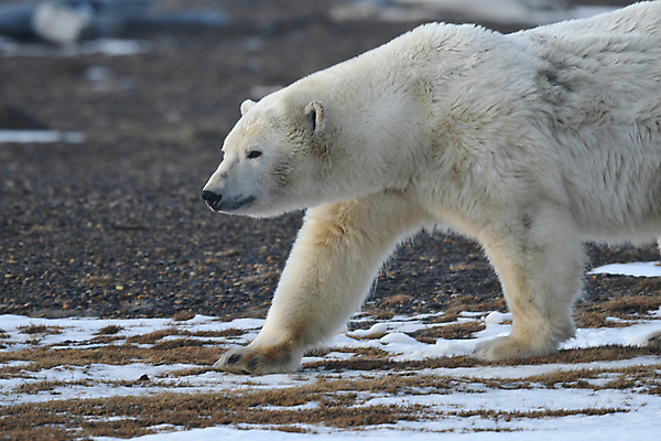 포토 JPG 해외이미지 주간 한마리 야생동물 곰 사람없음 야외 걷기 북극곰 백곰 해외포토 자연요소 동물 1 포유류 모션 파일형식 이미지허브