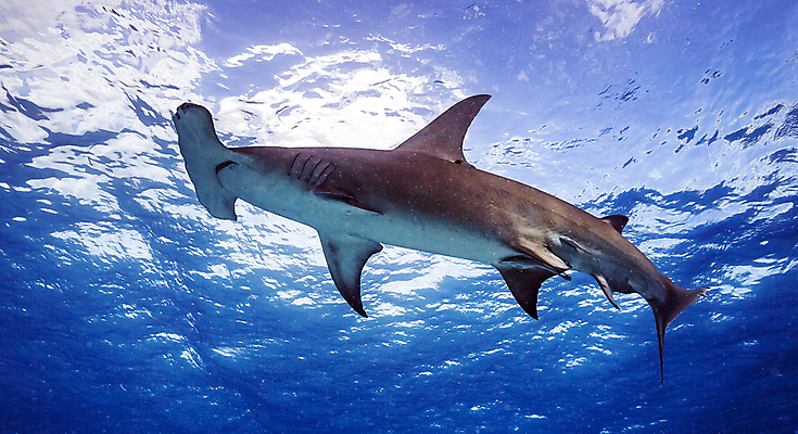 포토 JPG 해외이미지 여행 사람없음 여행객 바하마 해외포토 사람 파일형식 이미지허브