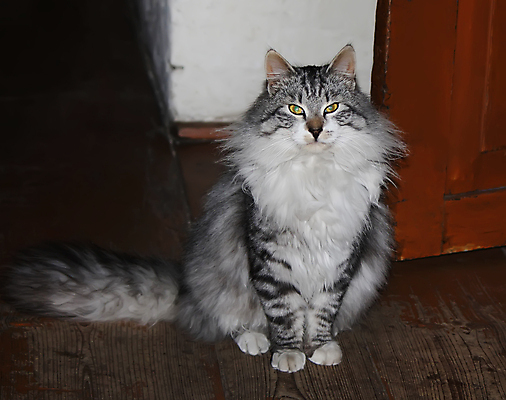 포토 JPG 해외이미지 동물 1 응시 여자 포즈 백그라운드 오렌지 장난 포유류 휴식 수염 털 사람없음 반려동물 갈색 고양이 줄무늬 흰색 황금 닫기 작음 자르기 가득함 꼬리 육식동물 얼룩무늬 솜털 거짓말 고립 스트라이크 차단 해외포토 시선 컬러 컨셉 무늬 과일 모션 사람 크기 파일형식 이미지허브