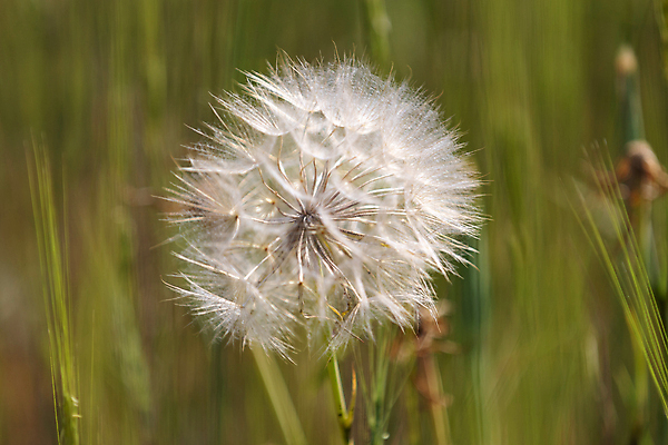 포토 JPG 해외이미지 주간 사람없음 야외 아웃포커스 민들레 민들레홀씨 해외포토 자연요소 꽃 촬영기법 파일형식 이미지허브