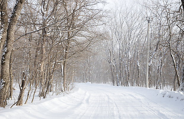 포토 JPG 해외이미지 나무 길 겨울 자연 사람없음 야외 눈 숲 가로수 해외포토 자연요소 식물 계절 날씨 생태계 파일형식 이미지허브