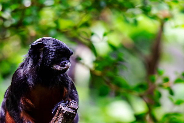 포토 JPG 해외이미지 나무 동물 캐릭터 응시 야생동물 음식 신체 일러스트 포유류 자연 열대 털 동물원 종류 앉기 사람없음 야외 빨간색 초록색 갈색 흰색 원숭이 유머 숲 작음 만화 콧수염 그림 엽서 모음 멸종 유인원 남쪽 말레이시아 싱가폴 얇은 해외포토 식물 시선 감정 아시아 컬러 모션 수염 한글 크기 편지 방향 생태계 파일형식 이미지허브