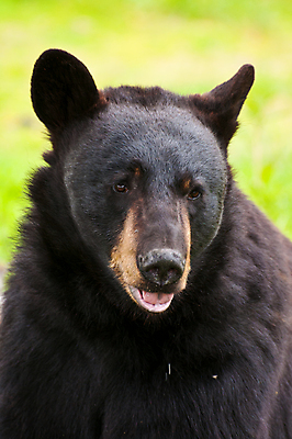 포토 JPG 해외이미지 동물 공원 야생동물 곰 포유류 자연 털 동물원 사람없음 검은색 센터 알래스카 고립 온실 해외포토 공공시설 컬러 미국 생태계 파일형식 이미지허브