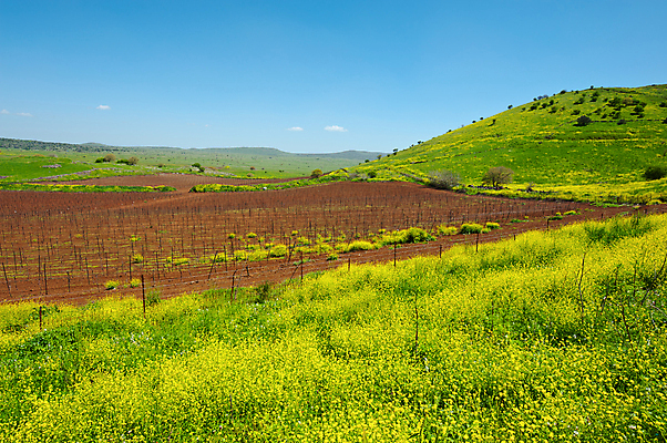 포토 JPG 해외이미지 식물 계절 아시아 지구 선 밭 농업 중동 자연 하늘 포도 건조 풍경 사람없음 야외 초록색 파란색 농장 농경지 정원 계곡 흙 봄 성장 나뭇가지 시골 땅 만취 언덕 포도밭 먼지 포도나무 진흙 내추럴 땅바닥 밭일 이스라엘 줄서기 팔레스타인 해외포토 나무 나라 산업 컬러 과일 모션 바닥 과일나무 생태계 서아시아 술취함 파일형식 이미지허브