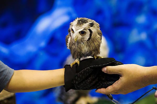 포토 JPG 해외이미지 동물 손 응시 야생동물 백그라운드 겨울 날개 자연 조류 사람없음 반려동물 갈색 머리 검은색 회색 흰색 관찰 작음 먹이 깃털 만족 부리 독수리 육식동물 부엉이 사냥꾼 솜털 내추럴 경보 동반자 주목 해외포토 직업 시선 계절 감정 컬러 모션 신체부위 크기 생태계 파일형식 이미지허브